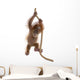 Baby Sumatran Orangutan hanging on rope against white background Wall Decal