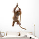 Baby Sumatran Orangutan hanging on rope against white background Wall Decal