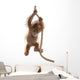 Baby Sumatran Orangutan hanging on rope against white background Wall Decal