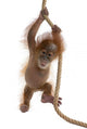 Baby Sumatran Orangutan hanging on rope against white background Wall Decal