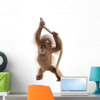 Baby Sumatran Orangutan Wall Decal shown on a wall
