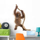 Baby Sumatran Orangutan Hanging on Rope Wall Decal