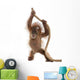 Baby Sumatran Orangutan Hanging on Rope Wall Decal
