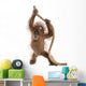 Baby Sumatran Orangutan Hanging on Rope Wall Decal