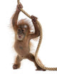 Baby Sumatran Orangutan Hanging on Rope Wall Decal