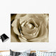 White Sepia Rose Wall Mural