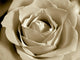 White Sepia Rose Wall Mural