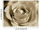 White Sepia Rose Wall Mural
