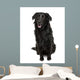 Cross-Breed Between a Labrador and Australian Shepherd Wall Decal