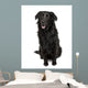 Cross-Breed Between a Labrador and Australian Shepherd Wall Decal