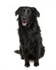 Cross-Breed Between a Labrador and Australian Shepherd Wall Decal
