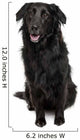 Cross-Breed Between a Labrador and Australian Shepherd Wall Decal