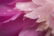 Close-Up Of Pink Flower Wall Mural