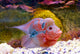Flowerhorn Cichlid fish Wall Mural