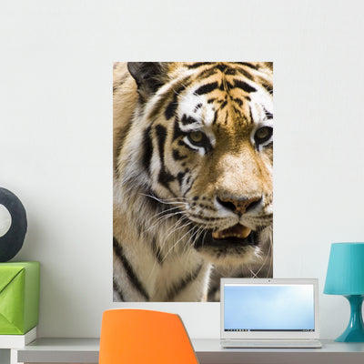 Tiger Wall Mural shown on a wall