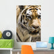 Tiger Wall Mural
