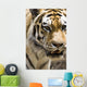 Tiger Wall Mural