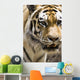 Tiger Wall Mural