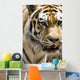 Tiger Wall Mural