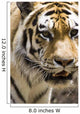 Tiger Wall Mural