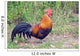 Rooster
