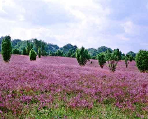 Luneburg Heath Wall Decal