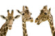 Three Giraffes Wall Decal