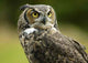 Horned Owl Wall Decal