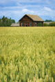 Farmhouse And Wheat Field, Calmar, Alberta, Canada Wall Mural