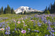 Wildflower Meadow, Mount Rainier National Park, Washington, Usa Wall Mural