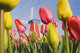 Windmill And Tulips At Wooden Shoe Tulip Farm Wall Mural