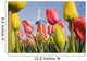Windmill And Tulips At Wooden Shoe Tulip Farm Wall Mural