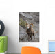 Bighorn Sheep Wall Mural