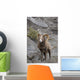 Bighorn Sheep Wall Mural