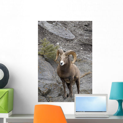 Bighorn Sheep Wall Mural shown on a wall