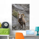 Bighorn Sheep Wall Mural