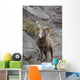 Bighorn Sheep Wall Mural