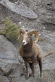Bighorn Sheep Wall Mural