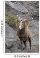 Bighorn Sheep Wall Mural
