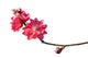 Peach Blossom Flower Branch Wall Decal