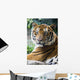 Mature Bangal Tiger Zoo Wall Mural