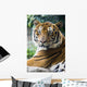 Mature Bangal Tiger Zoo Wall Mural