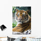Mature Bangal Tiger Zoo Wall Mural