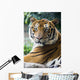 Mature Bangal Tiger Zoo Wall Mural