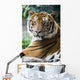 Mature Bangal Tiger Zoo Wall Mural