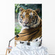 Mature Bangal Tiger Zoo Wall Mural