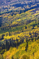 Autumn Countryside, Yukon Territories, Canada Wall Mural