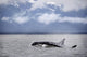 Killer Whales, Alaska Wall Mural