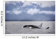 Killer Whales, Alaska Wall Mural