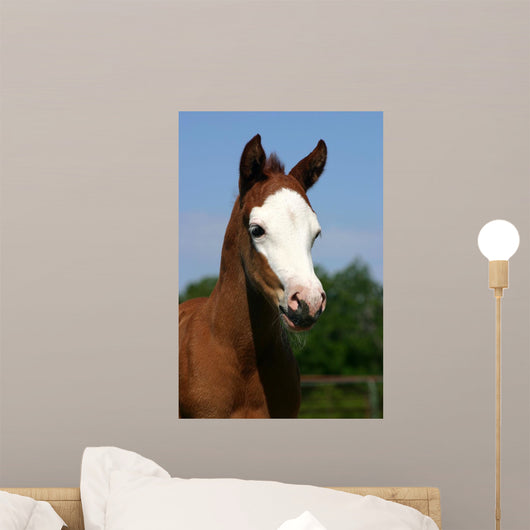 Baldfaced Filly Wall Mural